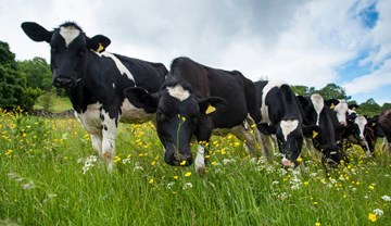 Dairy: what do I get for my levy?